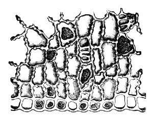 Fig. 338. Coffee. Cross-section of outer layers of endosperm, showing knotty thickenings of cell walls. x160. (Moeller)