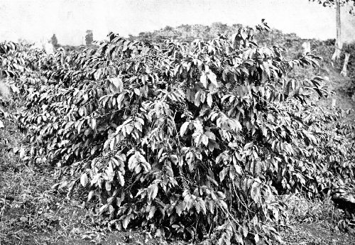 A NEAR VIEW OF A HEAVILY LADEN COFFEE TREE ON A BOGOTA PLANTATION