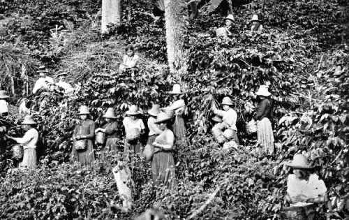 Picking Coffee on a Bogota Plantation
