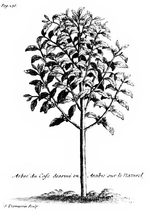 The Coffee Tree as Pictured by La Roque in His "Voyage de
l'Arabie Heureuse"