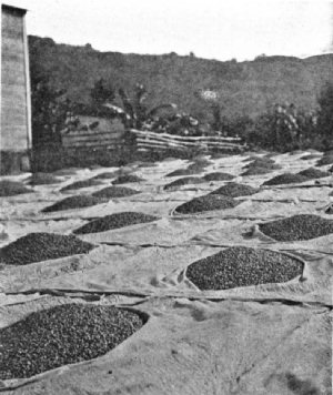 Coffee on the Drying Floors in Porto Rico