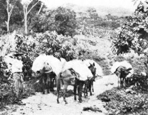 Pack-Mule Transport in Venezuela