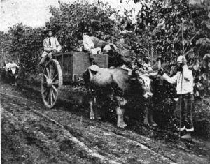 Coffee-Carrying Cart, Guatemala