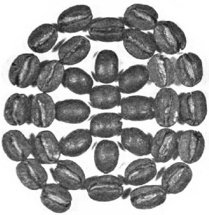 Guatemala Beans—Roasted